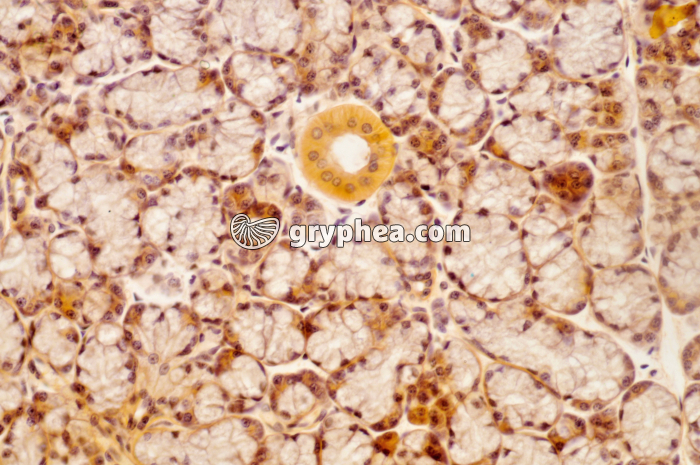 Glande salivaire x100 - gryphea.org